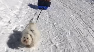 Determined little doggy pulls Pomeranians in dog sled