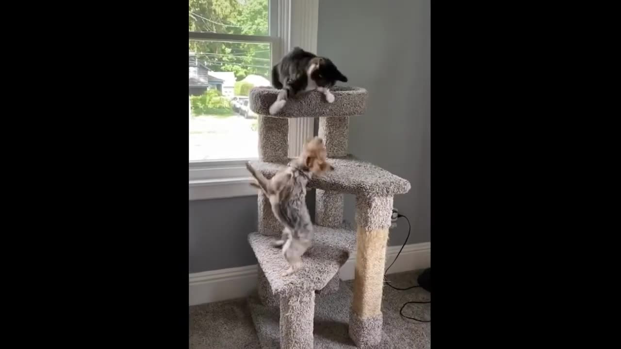 Epic Cat vs. Dog Showdown: Hilarious Pet Antics Caught on Camera!