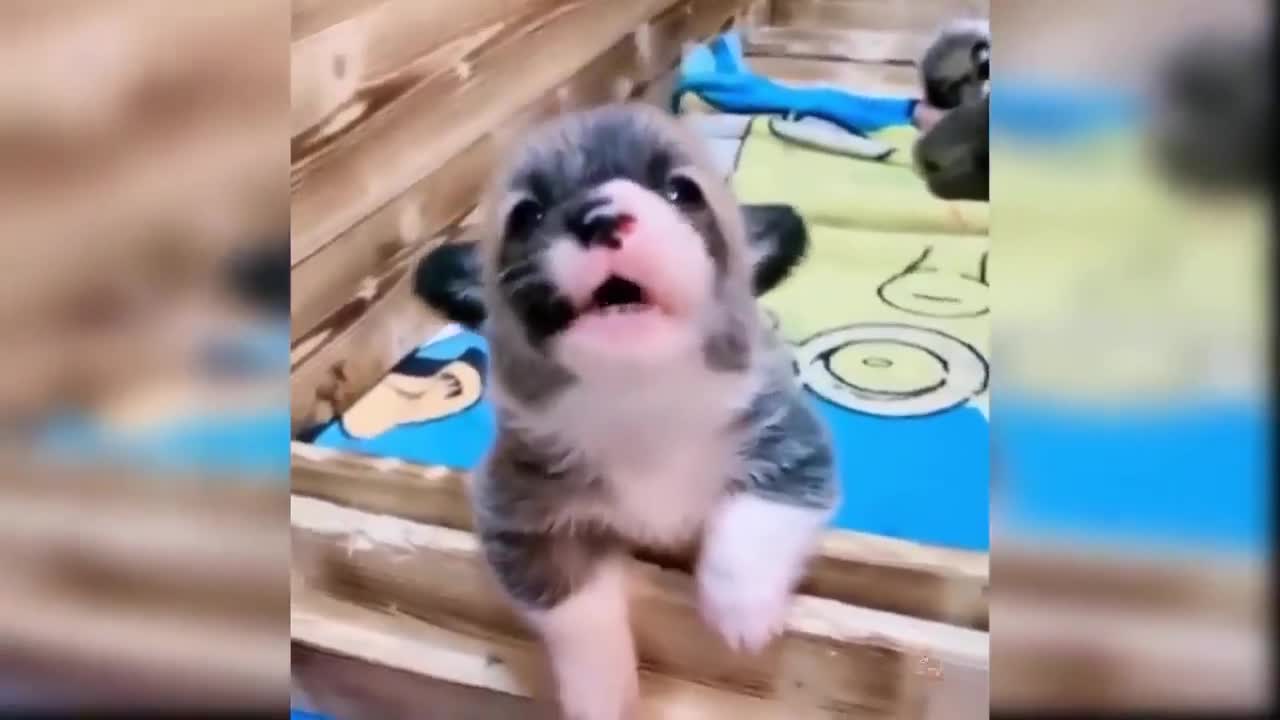Funny Funny Oh No