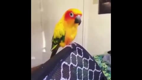 CuteParrotsVideosCompilationcutemomentoftheanimalsSooCute1p6