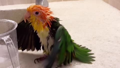 The most beautiful, brightest and smartest parrot in the world