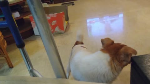 #dog sits #jackrussell