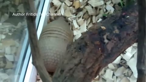 Exotic animal; Cingulata (Armadillo)