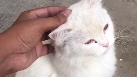 white lion cub roar