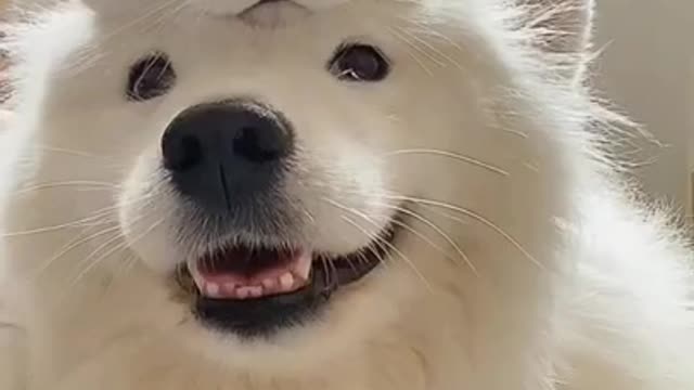 Funny Cute lovely Dog and Cat momemnt