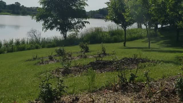 My Rose's are all gone 😯 DEER