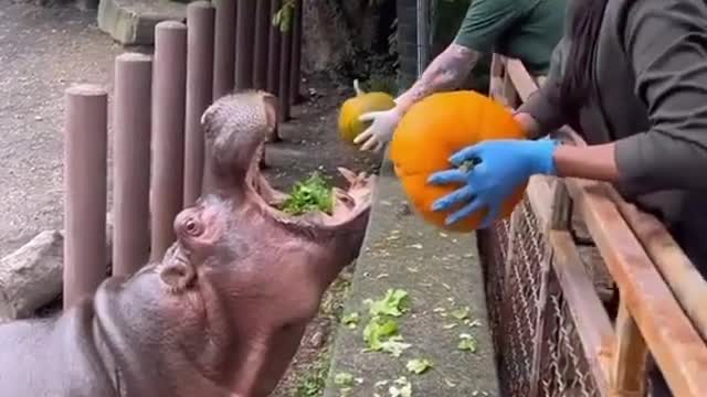 Hippos Eating at The Zoo !!! 🎃🎃🎃