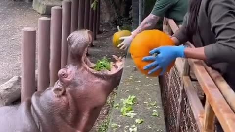 Hippos Eating at The Zoo !!! 🎃🎃🎃