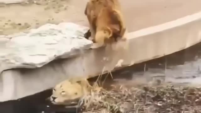 New Two 🦁 (Lion animal funny video#2021