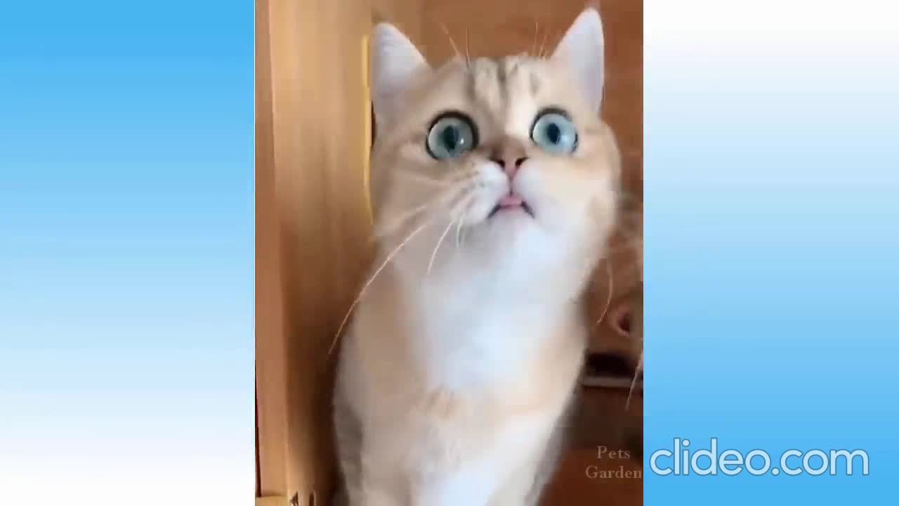 Funny Cats, Best Cat Videos of 2021