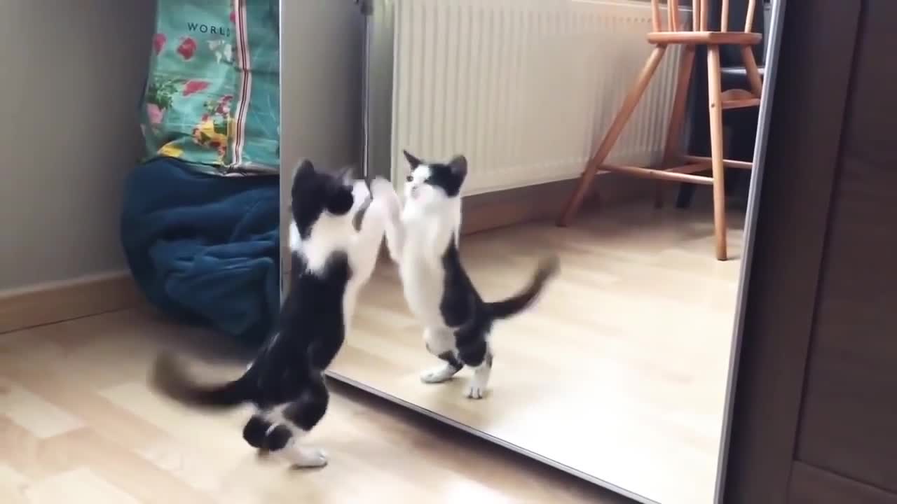 funny cat and mirror fight video