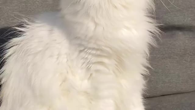 cat_maviiis Moment’s ☀️🐾🤍 🧿 . . #cat