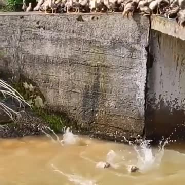 Ducks are falling in river