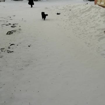 The dog loves to run in the winter.