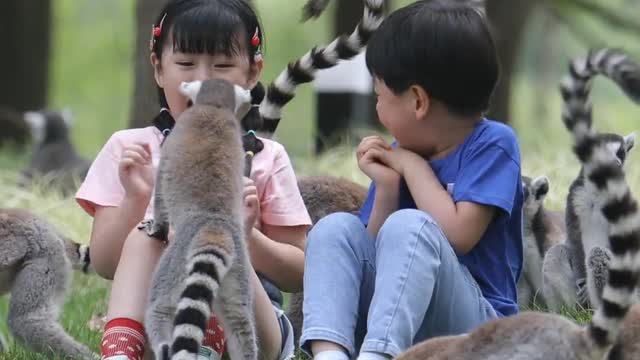 The animal kingdom