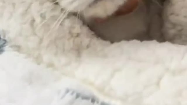 Funny Cats Sleeping in Weird Positions Compilation