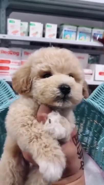 The many dogs and pets.They very funny. I love them s much.🐱🐶