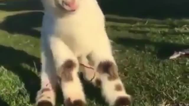 This new born lamb is still unsteady and will fall when walking