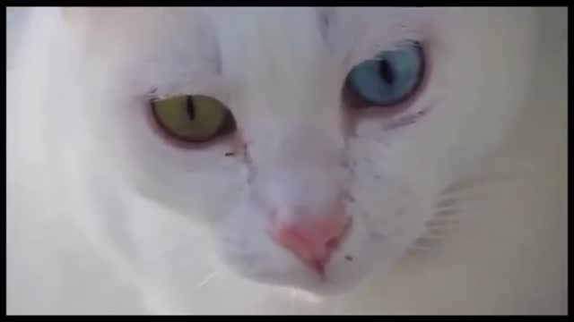 Dont miss this unique Cat! Cute Cat with Blue and Green Eyes (odd-eyed cat)