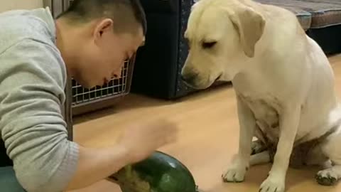 DOG SCARED OF WATERMELON 🐶