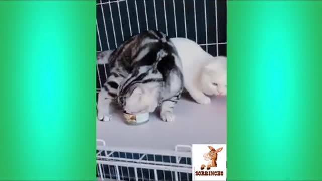 The Best Funny Animal Videos # 9 Share Smiles.