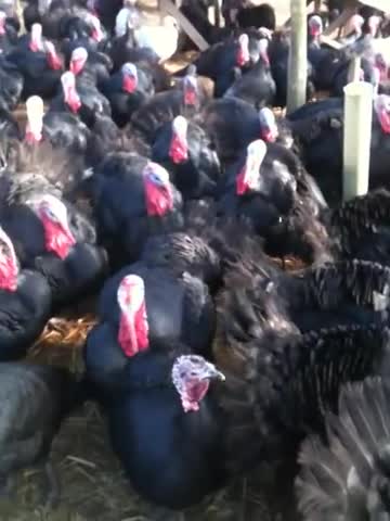 Turkeys respond to coughing!