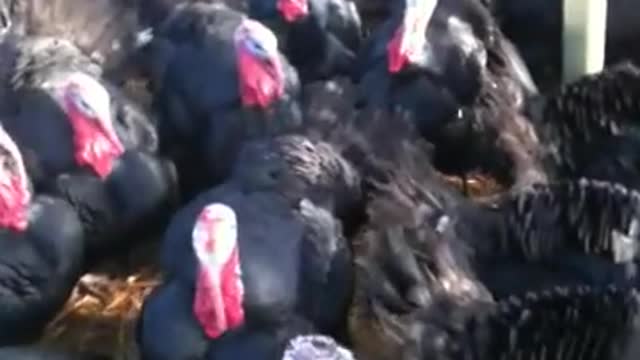 Turkeys respond to coughing!