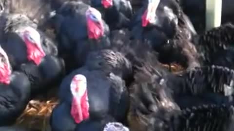 Turkeys respond to coughing!