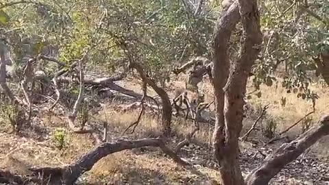 TIGER💖💖#FOREST#INDIA