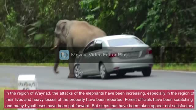 😯😯😯Watch elephant play with car, and people run for their lives!!!!