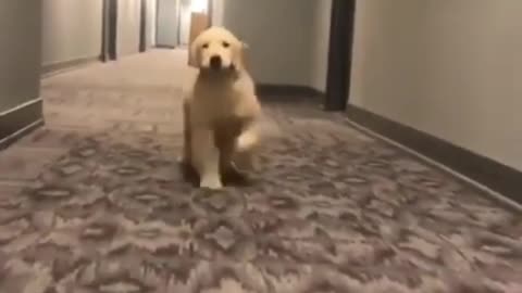 Follow my lead hooman...😍😍😍🤗 This super excited cute dog happily lead his owner for a walk