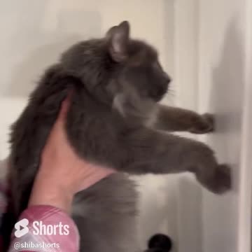 Testing Our Cats Intelligence