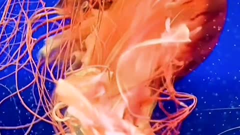 Underwater world colorful jellyfish it's very beautiful
