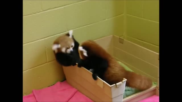 Red Pandas Compilation