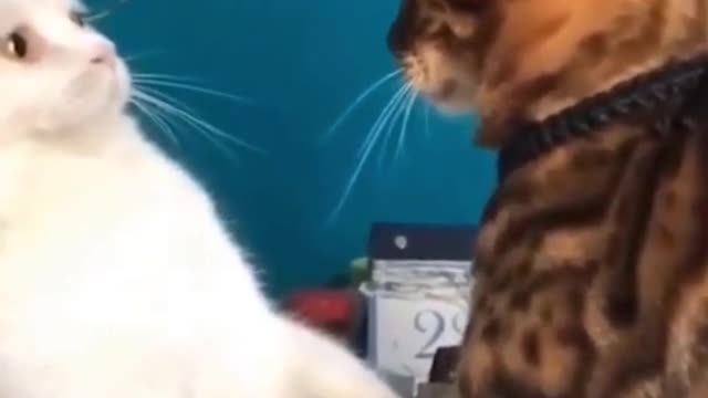 FUNNY CAT VIDEOS | CATS ARE AWESOME 2021