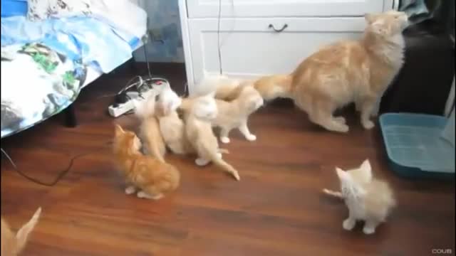 interesting videos with different pets