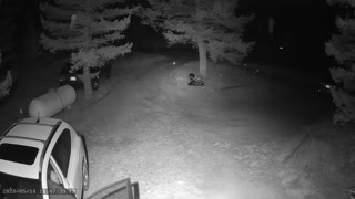 Bold Bear Climbs into Car