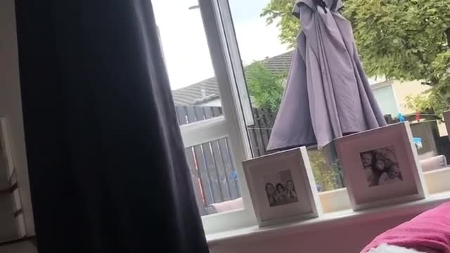 Cat climbing on window falls down