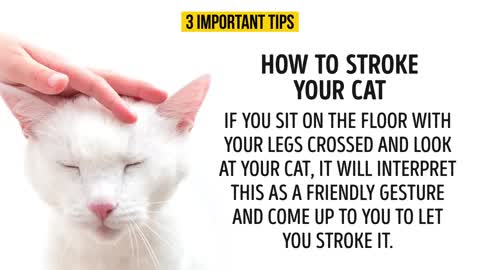 HOW TO BETTER UNDERSTAND YOUR CAT