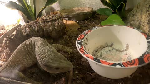 Reptile feeding day