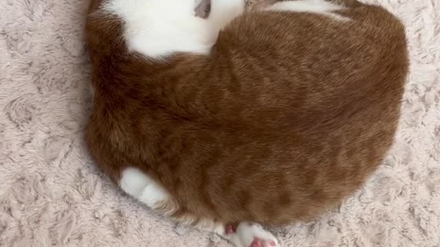 Do your cats do any of these