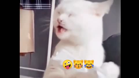 Cute funny cats