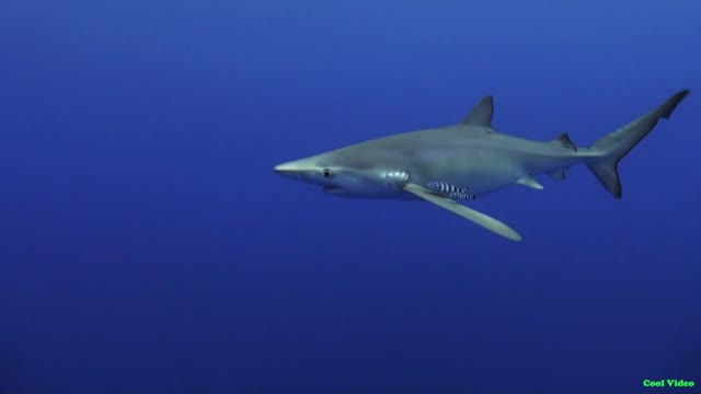 Blue shark in natural conditions