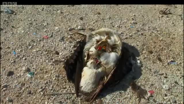 .Albatrosses Swallow Plastic Waste | Hawaii: Message in the Waves | BBC Earth