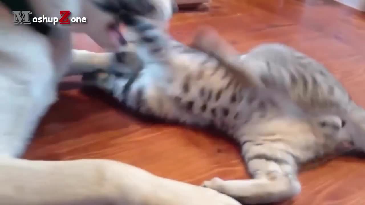 Funny Cats - A Funny Cat Videos Compilation