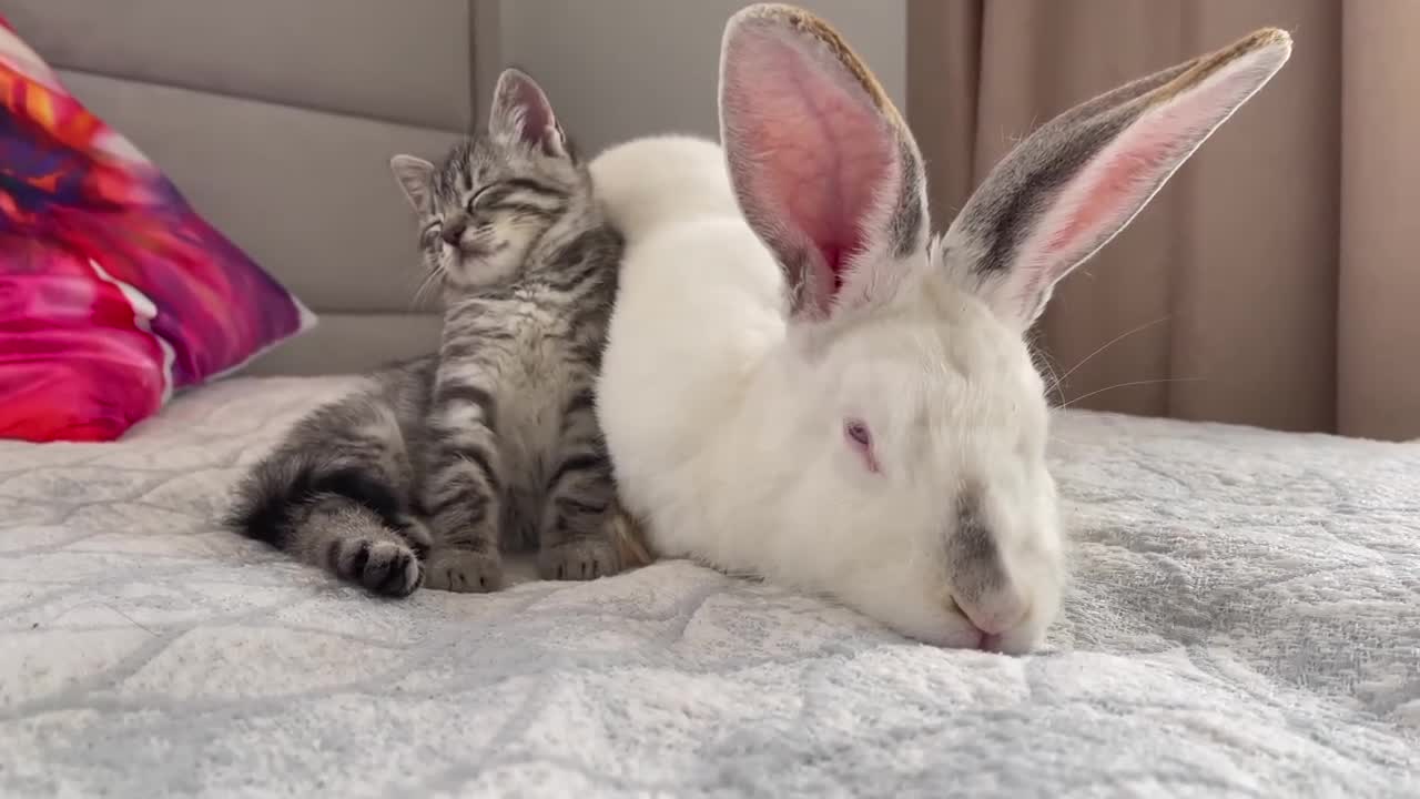 Cat Funny Kittens don't let the Golden Retriever rest 2022