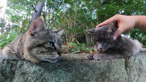 Cute cats couple resting