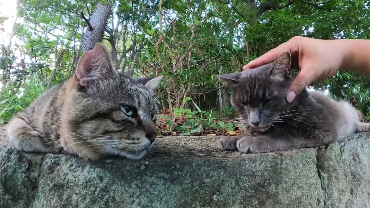 Cute cats couple resting