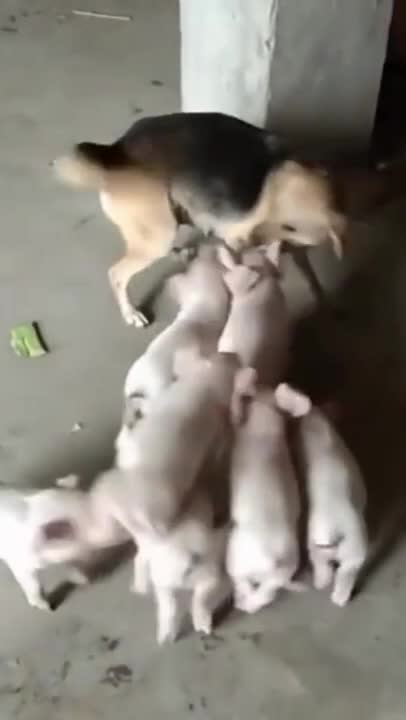 Funny dog videos try not to Laugh clean