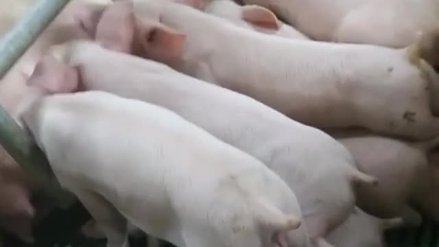 Cute piglet war